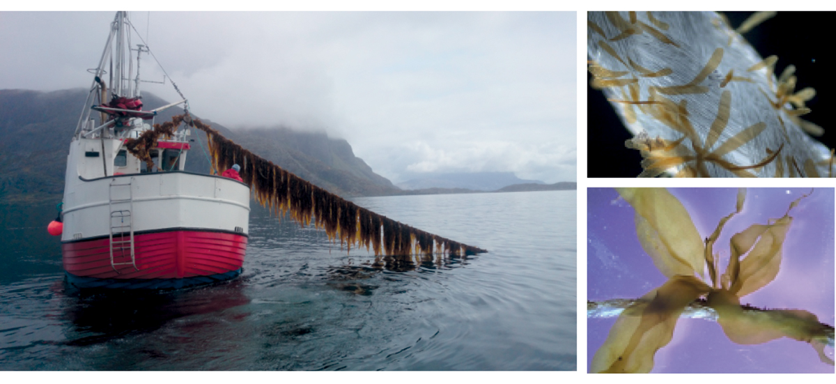 Figure 5.3 Production of sugar kelp (Saccharina latissima) (left). Juvenile sporophytes of dabberlocks (Alaria esculenta) on a seed rope (right).
