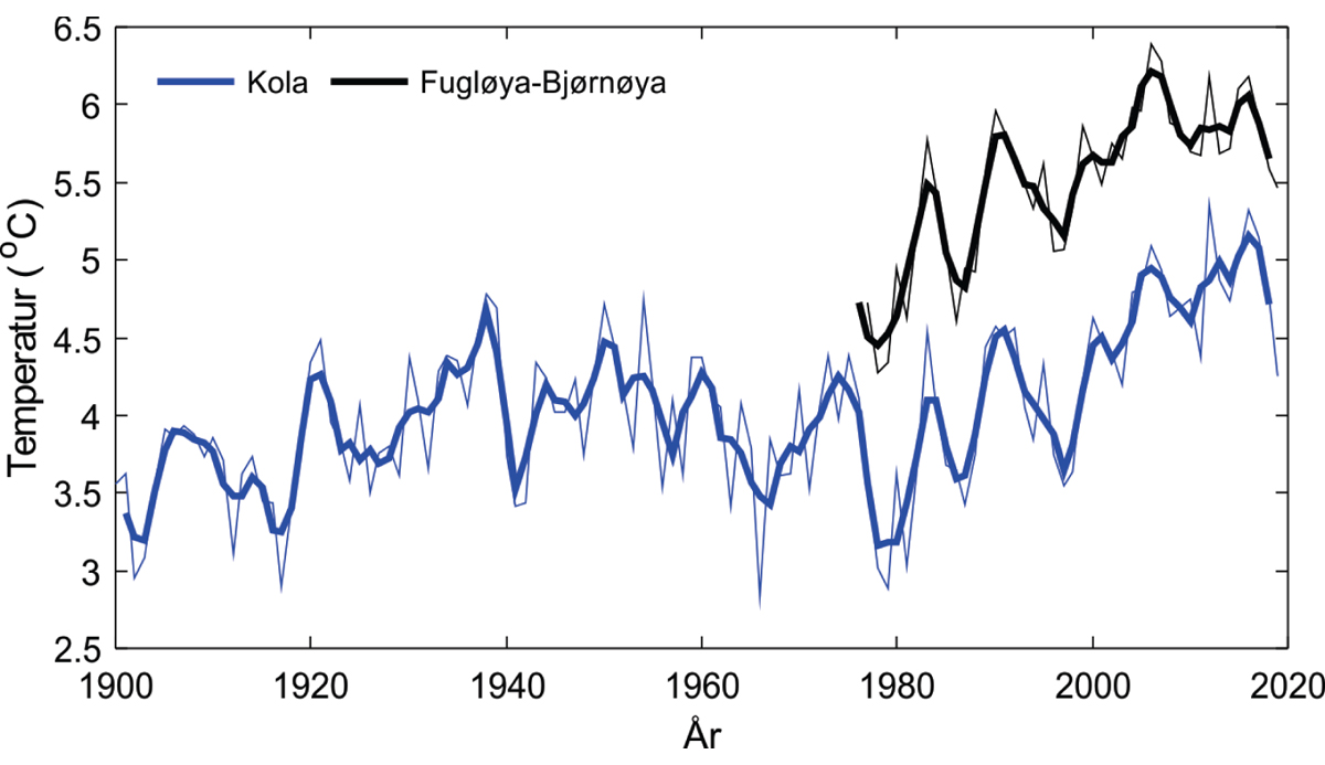 Figur 3.1 Temperaturendringer i Barentshavet fra 1900 til 2019. Temperatur i kjernen av atlanterhavsvannet mellom 50 og 200 meters dyp på snittet Fugløya-Bjørnøya (svart) og mellom 0 og 200 meters dyp for Kola-snittet (blå). Årsverdier er vist som tynne linjer...