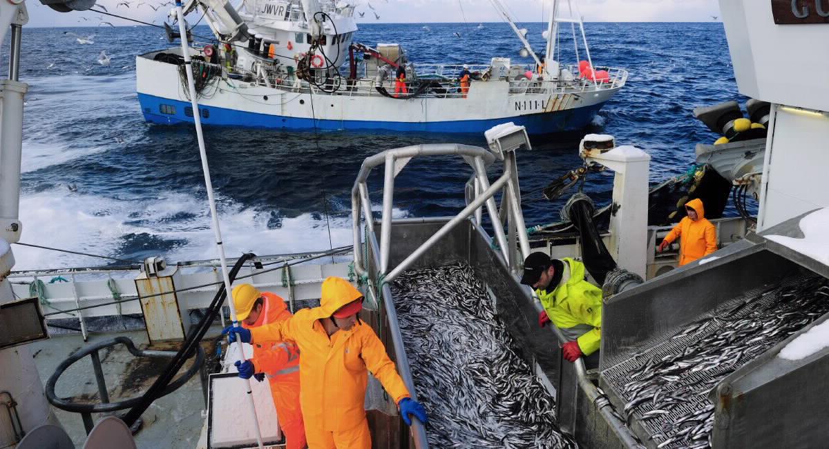 To fiskebåter med fiskere som driver med loddefiske på sjøen.