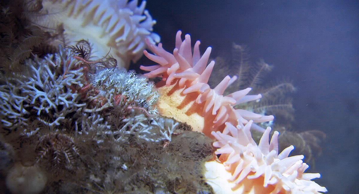 Anemoner, mosdyr og filigranmakk som lever på havbunnen.