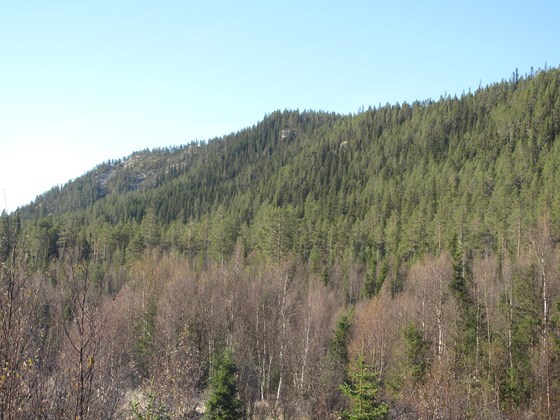 Bratte lisider med gammel granskog og furuskog i Skarvberget og Tallåsen naturreservat i Rendalen kommune.