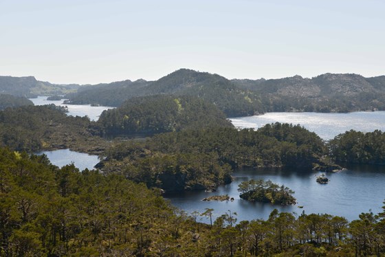 I Tjongspollen naturreservat i Bømlo kommune fins purpurlyngfuruskog og regnskog med en rekke truede lav- og mosearter. Dette er et kjerneområde for disse naturtypene i Norge og på verdensbasis.