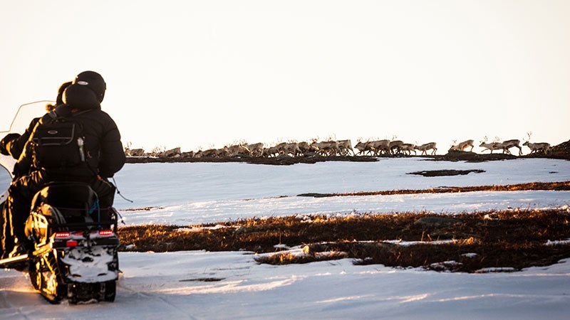 Tallet på rein i Finnmark er stabilt.