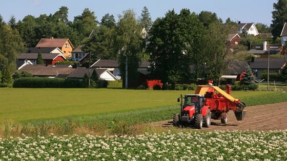 Potetblomstring, Grimstad, Råde i Østfold.