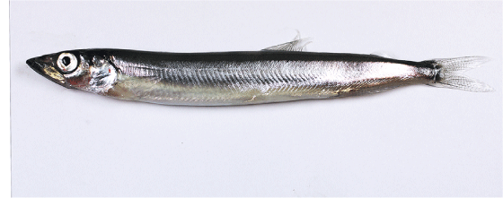 Figur 4.19 Lodde
