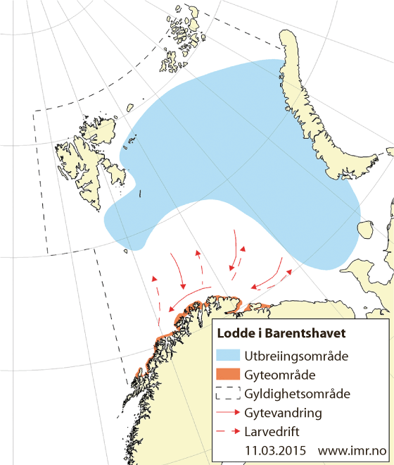 Figur 4.20 Utbreiingsområde og gyteområde for lodde i Barentshavet
