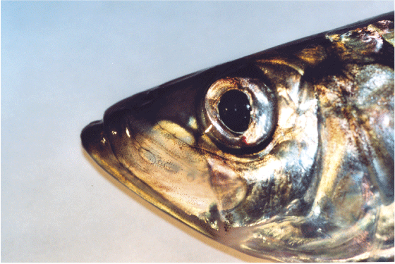 Figur 4.37 Sild
