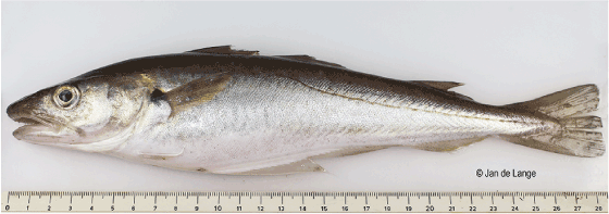 Figur 4.49 Kviting
