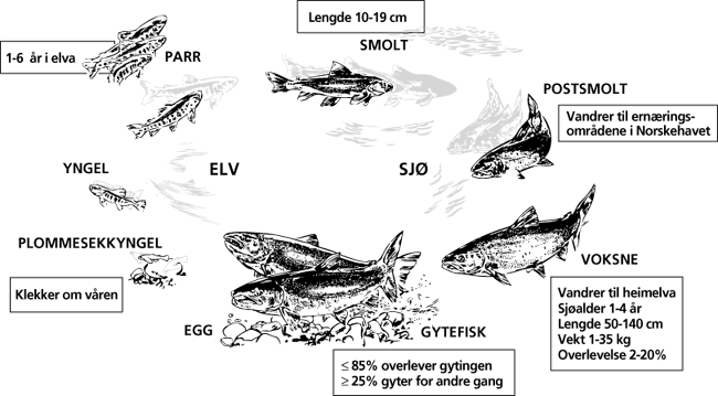 Figur 3.2 Laksens livssirkel.