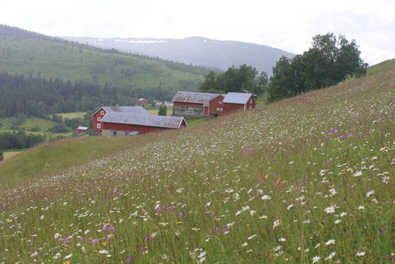 Kvelia-Kvesjøen i Lierne kommune er en skogs- og fjellbygd med et omfattende utmarksbruk. Kvelia-Kvesjøen i Lierne kommune er en skogs- og fjellbygd med et omfattende utmarksbruk.