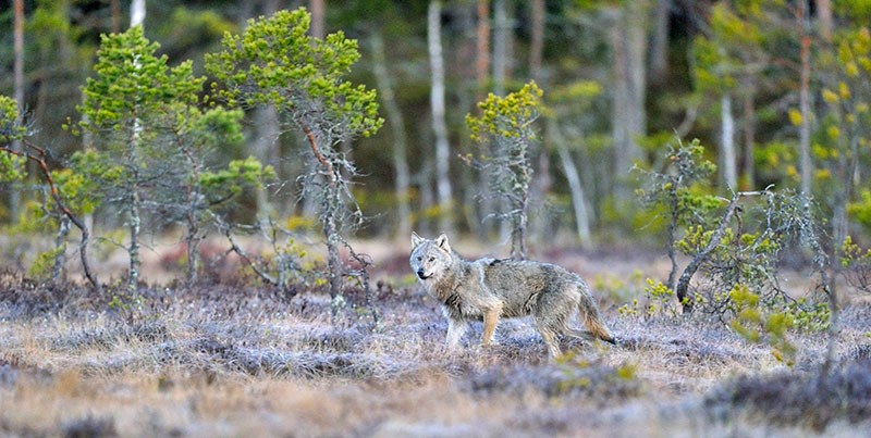 I stortingsmeldingen "Ulv i norsk natur – bestandsmål for ulv og ulvesone" ønsker Regjeringen å videreføre dagens norske ambisjonsnivå for bevaring av ulvebestanden. Foto: Øystein Søbye / NN / Samfoto / NTB scanpix