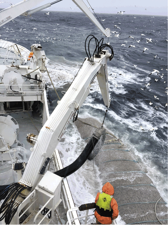 Figur 3.10 På kolmulefiske