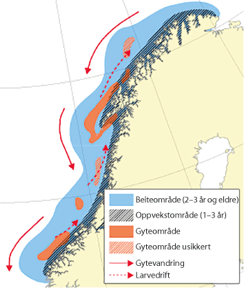Figur 4.12 Utbreiingsområde og gyteområde for nordaust-arktisk sei.