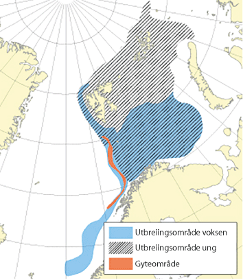Figur 4.15 Utbreiingsområde og gyteområde for nordaust-arktisk blåkveite