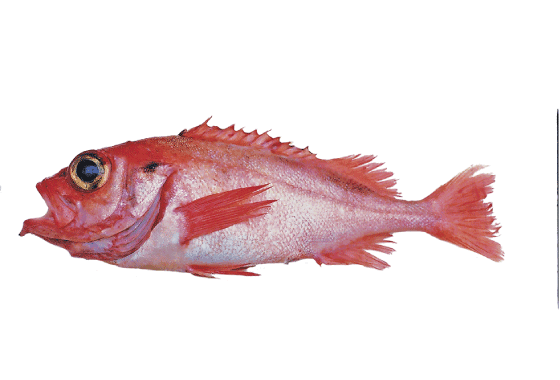 Figur 4.17 Snabeluer