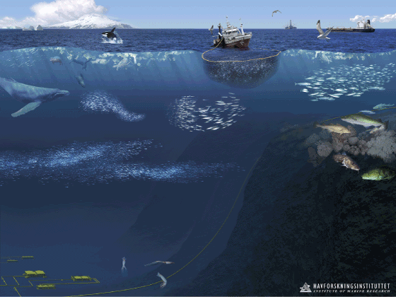 Figur 4.23 Økosystemet i Norskehavet