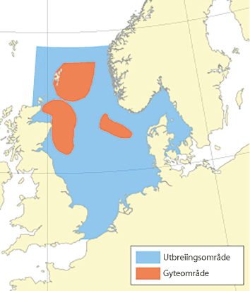 Figur 4.47 Utbreiingsområde og gyteområde for hyse i Nordsjøen, Skagerrak og vest av Skottland