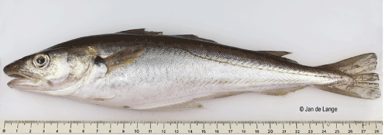Figur 4.49 Kviting