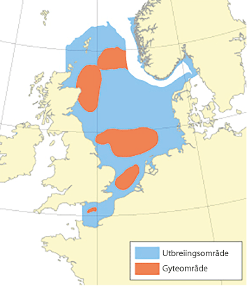 Figur 4.50 Utbreiingsområde og gyteområde for kviting i Nordsjøen, Skagerrak og den austlege engelske kanalen.
