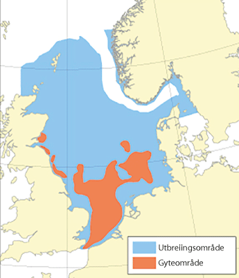 Figur 4.53 Utbreiingsområde og gyteområde for raudspette i Nordsjøen og Skagerrak