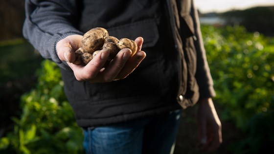 Forprosjektet har utvikla eit metodegrunnlag med rettleiing til dei som skal samle data og kartleggje matsvinn i primærproduksjonen i landbrukssektoren.