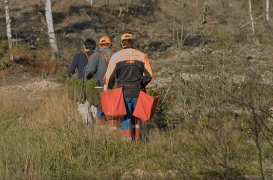 Planting - skogkultur - fra film om Østfoldlandbruket.