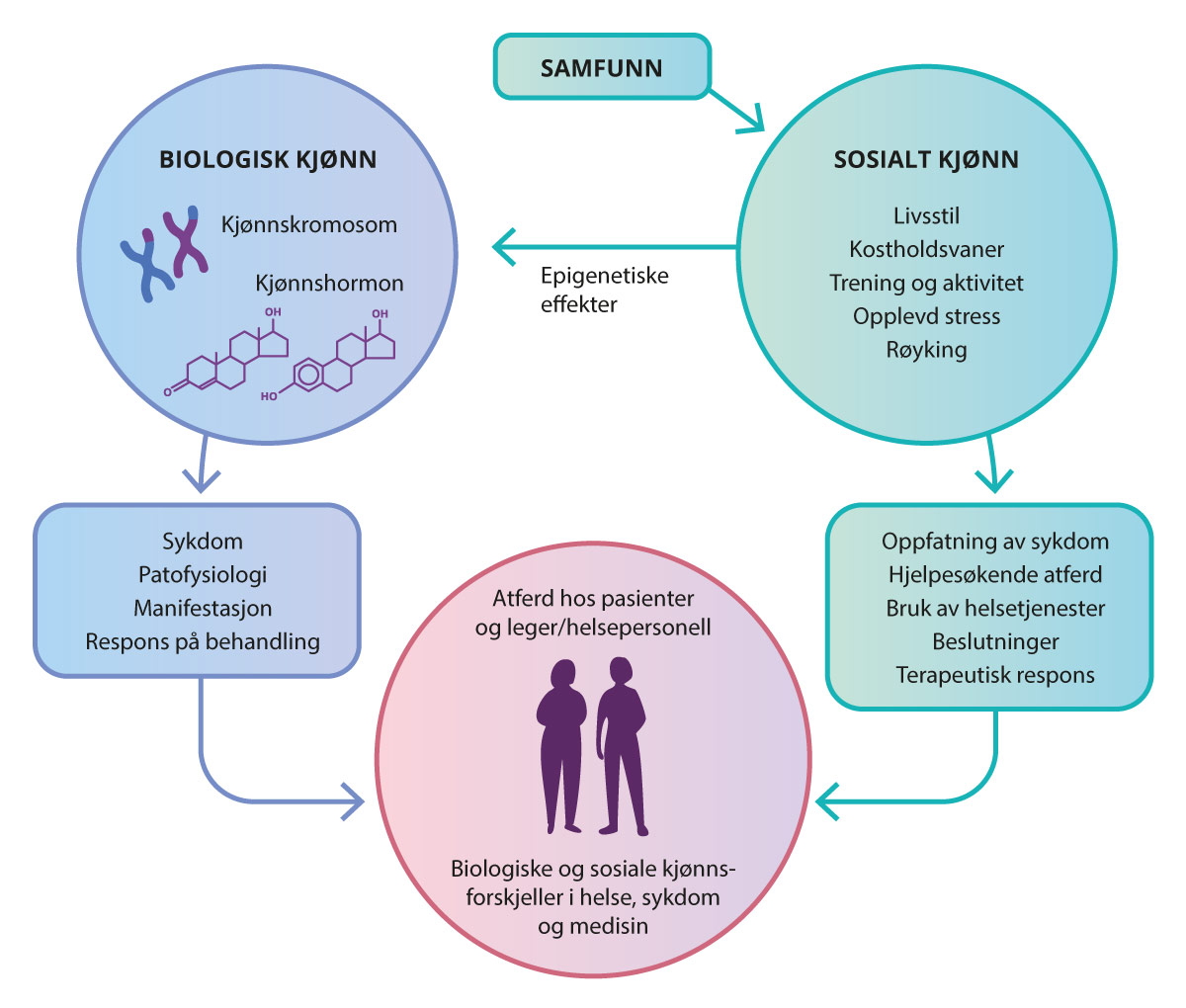 Figur 2.1 Samspillet mellom biologisk og sosialt kjønn i helse, sykdom og medisin. Gjengitt med tillatelse fra Mauvais-Jarvis et al. (57)