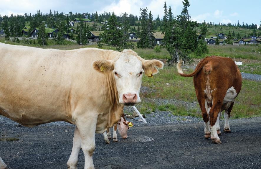 Foto av kyr på beite