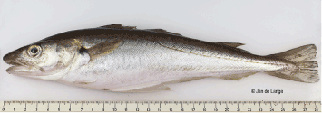 Figur 4.49 Kviting
