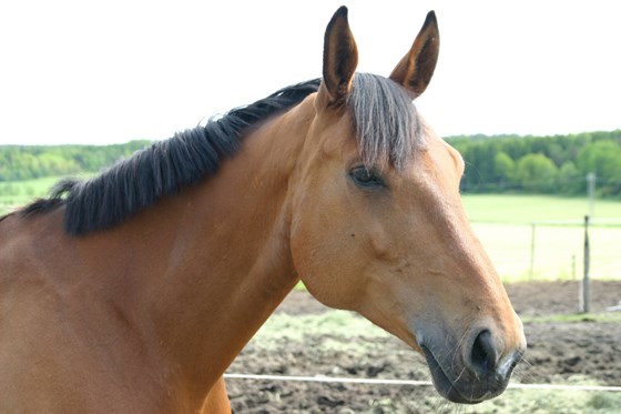 Hode av hest.