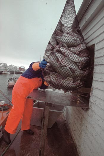 Figur 11.1 Levering av skrei i Henningsvær