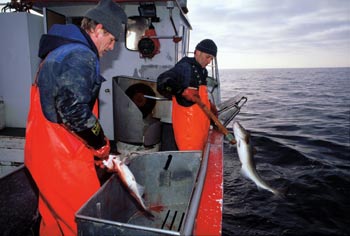 Figur 11.2 Skreifiske i Lofoten – ombord i linebåten «Kjell
Remi»