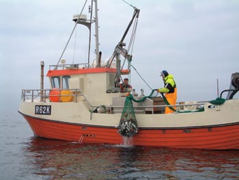 Figur 5.1 Kystfiskebåten «Irma» i ferd med å ta
inn fangsten