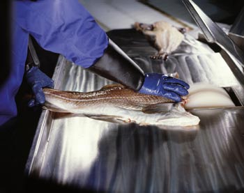 Figur 6.1 Fjerning av nakkeblod med nakkebørste, saltfiskproduksjon
av torsk