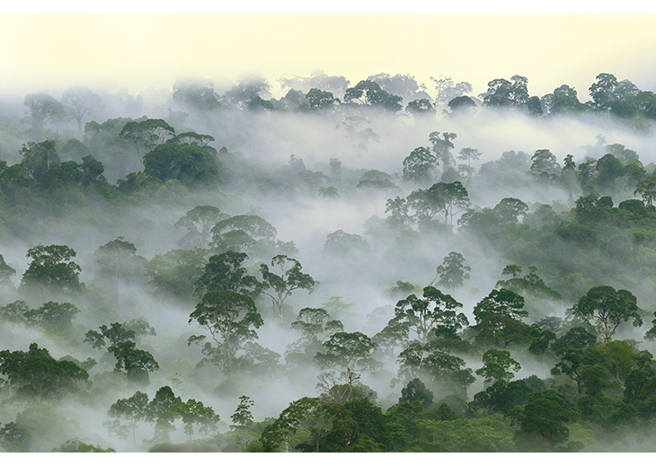 Figure 4.2 Tropical rainforests contain a large proportion of the world’s terrestrial biodiversity. Rainforests also play a vital part in regulating climate and moderating climate change. Norway is contributing to rainforest conservation through its Internation...