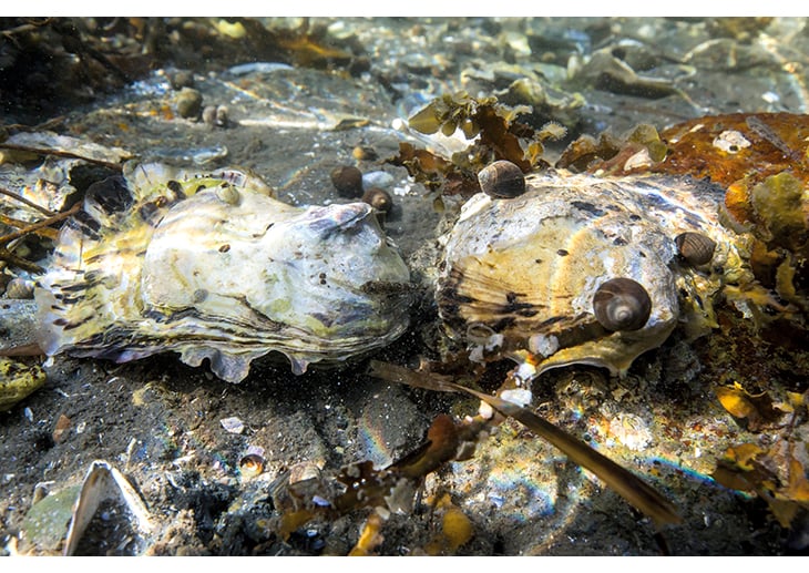 Figure 5.6 The Pacific oyster is an alien species in Norway, and there is a high risk that it will have negative impacts on Norwegian coastal ecosystems. The Government will give priority to efforts to contain and control the species.
