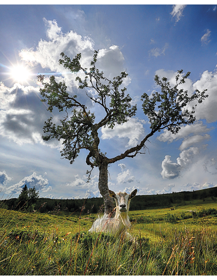 Figure 5.7 Active and targeted management is needed to maintain biodiversity in cultural landscapes. The effects of grazing vary between species and breeds of livestock because of differences in their feeding preferences. Sheep and goats keep down shrubs, benef...