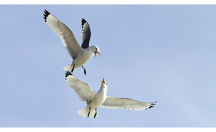 Figure 5.8 Kittiwakes.
