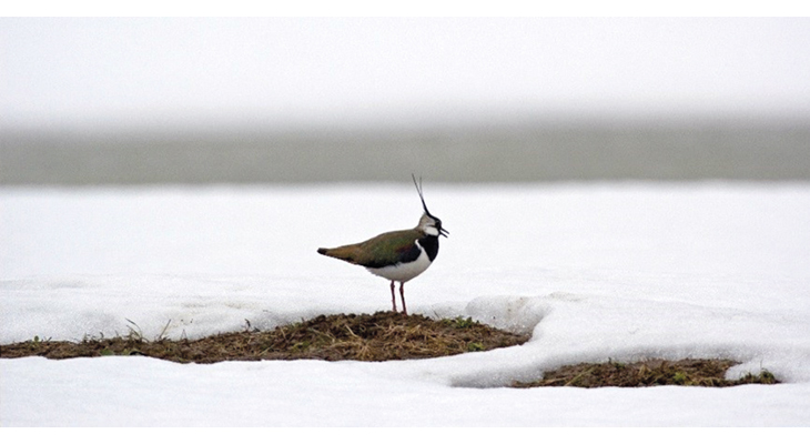 Figure 6.1 The lapwing is now red-listed as endangered in Norway, after a substantial population decline in recent years. The main reason for the decline is changes in agricultural practices.