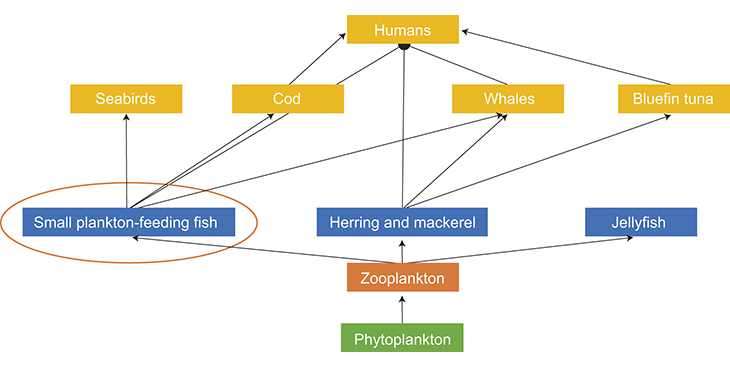 Figure 6.2 A marine food web