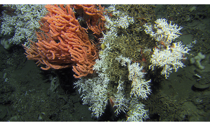 Figure 6.3 A new reef complex was discovered off Sandnessjøen (Nordland) in autumn 2015. Two of the species that form the reef, the stony coral Lophelia pertusa (white) and the gorgonian Primnoa resedaeformis (orange) can be seen here. Banning bottom trawling i...