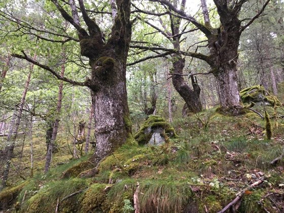 Gammel skog i Suldal