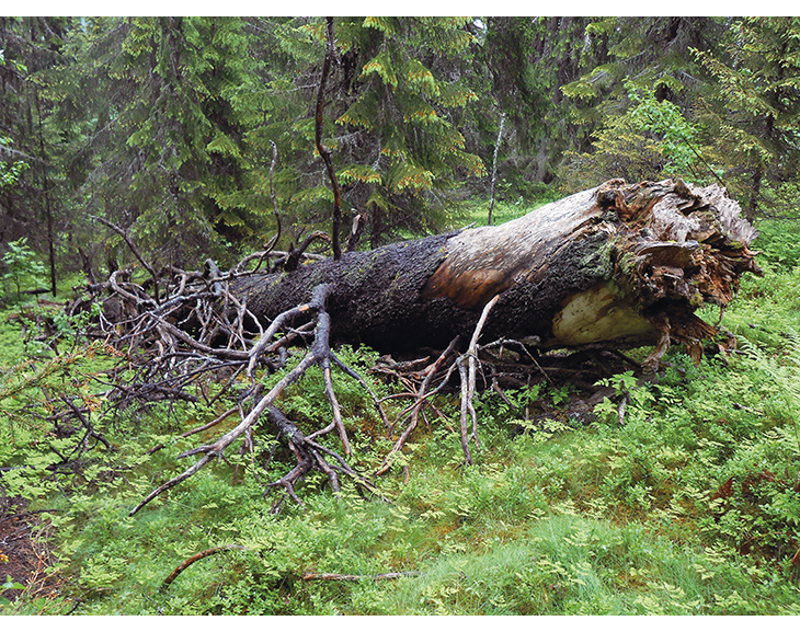 Figur 6.3 Skoglandskap uten inngrep gir stort biologisk mangfold og store opplevelsesverdier. Fra Skardberga naturreservat i Nordre land kommune.
