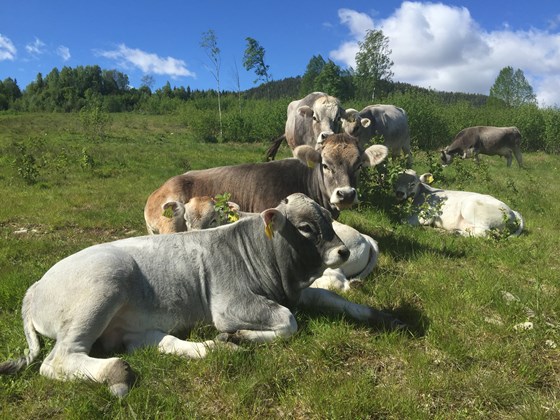 Tiroler Grauvieh på beite. Tiroler Grauvieh på beite.