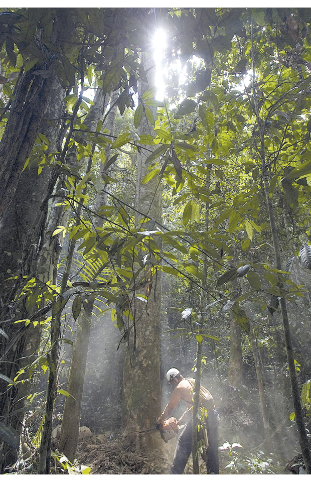 Figur 4.4 Regulert skogshogst i Tapajos nasjonalpark i Brasil