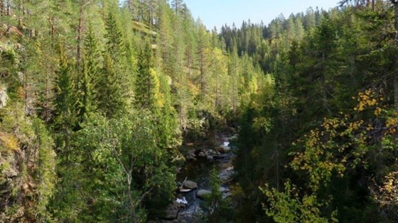 Elvekløft i Korpreiret naturreservat