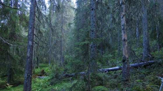 Skog i Korpreiret naturreservat