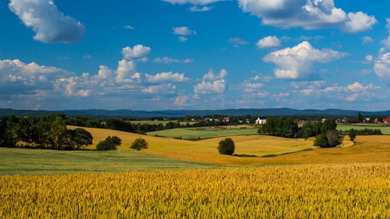 Ei god kornavling gjer at Noreg treng å importera mindre korn komande sesong, ifølgje Felleskjøpet Agri marknadsregulator. Dei ventar også at tilgangen på matkveite vil tredobla seg samanlikna med i fjor. Bildet er frå Nes på Romerike.
