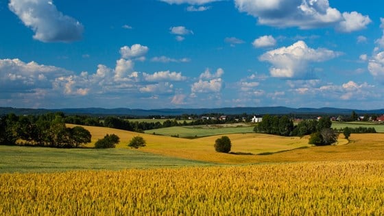 Vakkert kornlandskap under marin grense i Nes, Romerike. Ei god kornavling gjer at Noreg treng å importera mindre korn komande sesong, ifølgje Felleskjøpet Agri marknadsregulator. Dei ventar også at tilgangen på matkveite vil tredobla seg samanlikna med i fjor. Bildet er frå Nes på Romerike.