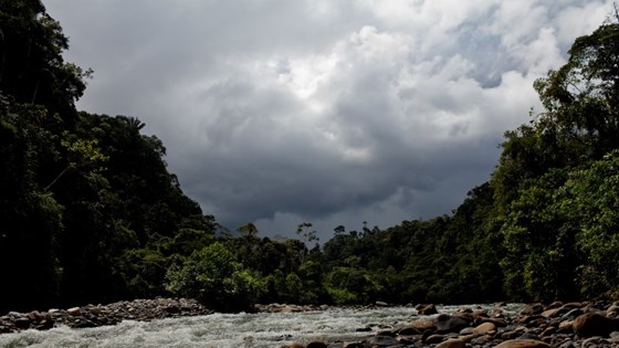 River and forest